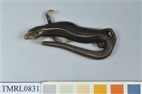 藏品(麗紋石龍子)的圖片